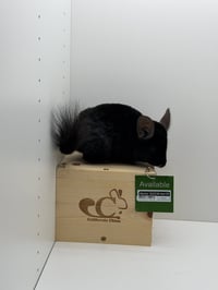 Morris - Photo 4