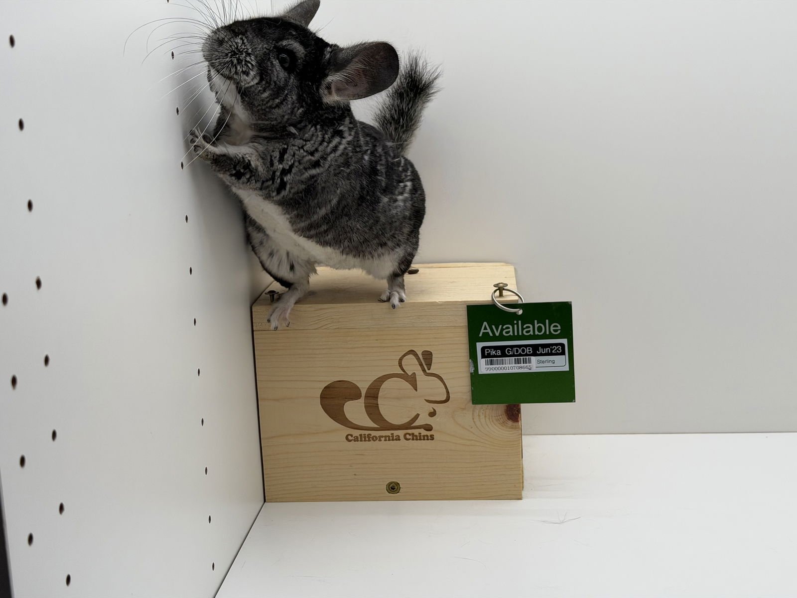 PIKA - Chinchilla available for adoption