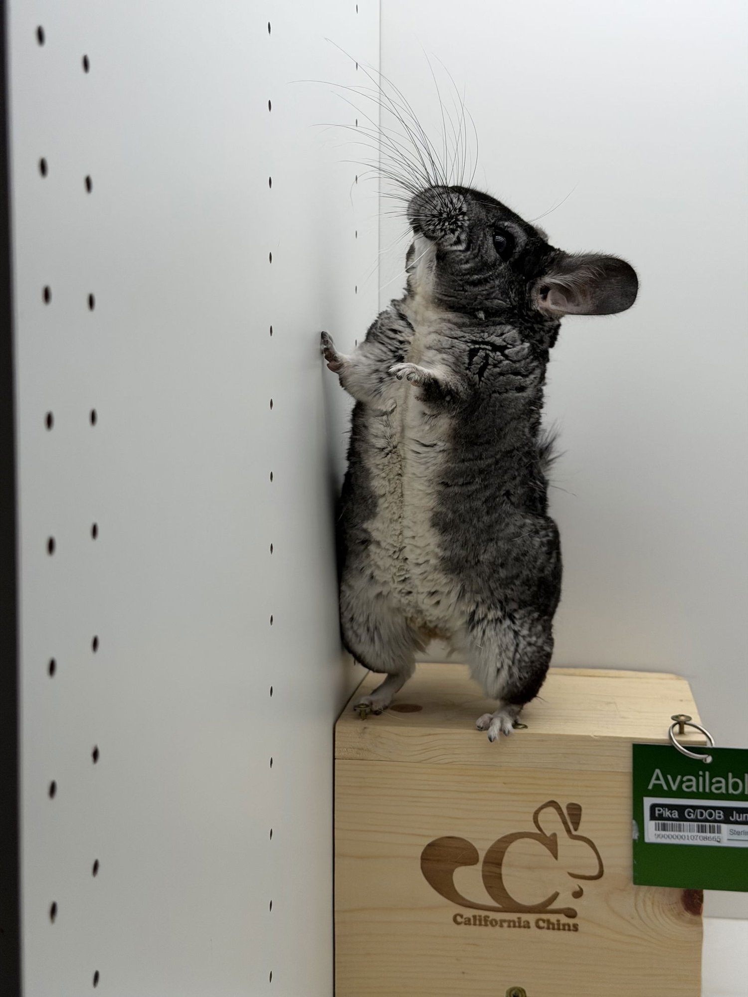 PIKA - Chinchilla available for adoption