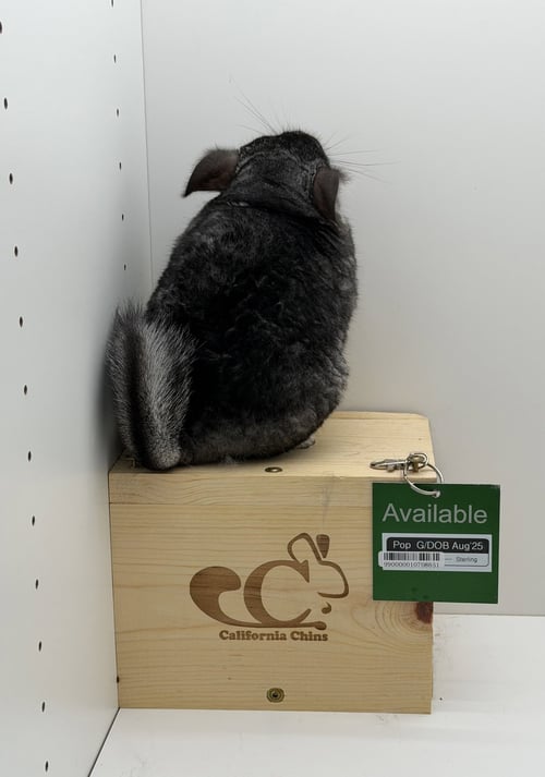 POP - Chinchilla available for adoption