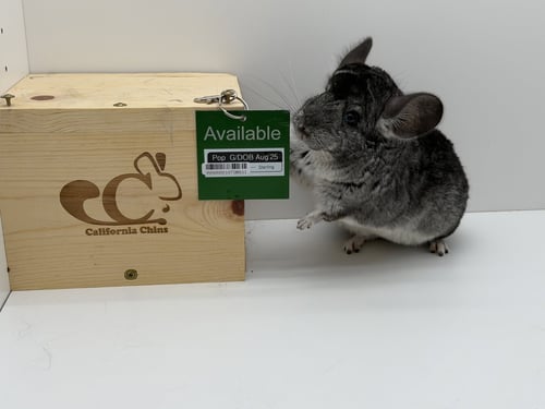 POP - Chinchilla available for adoption