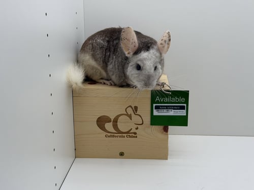 BUMBLE - Chinchilla available for adoption