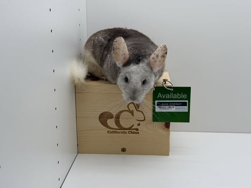 BUMBLE - Chinchilla available for adoption