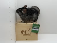 Molly - Photo 2