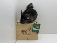 Molly - Photo 3