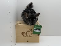 Molly - Photo 4