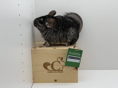 MOLLY - Chinchilla available for adoption
