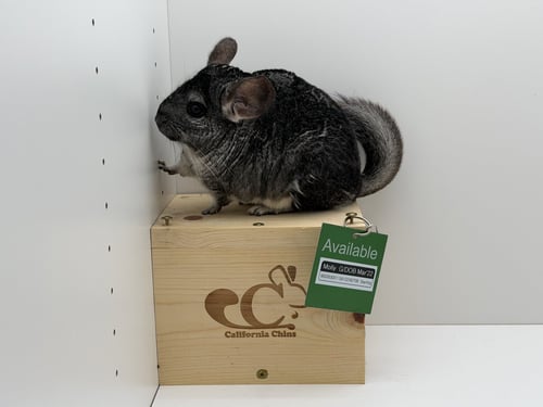 MOLLY - Chinchilla available for adoption