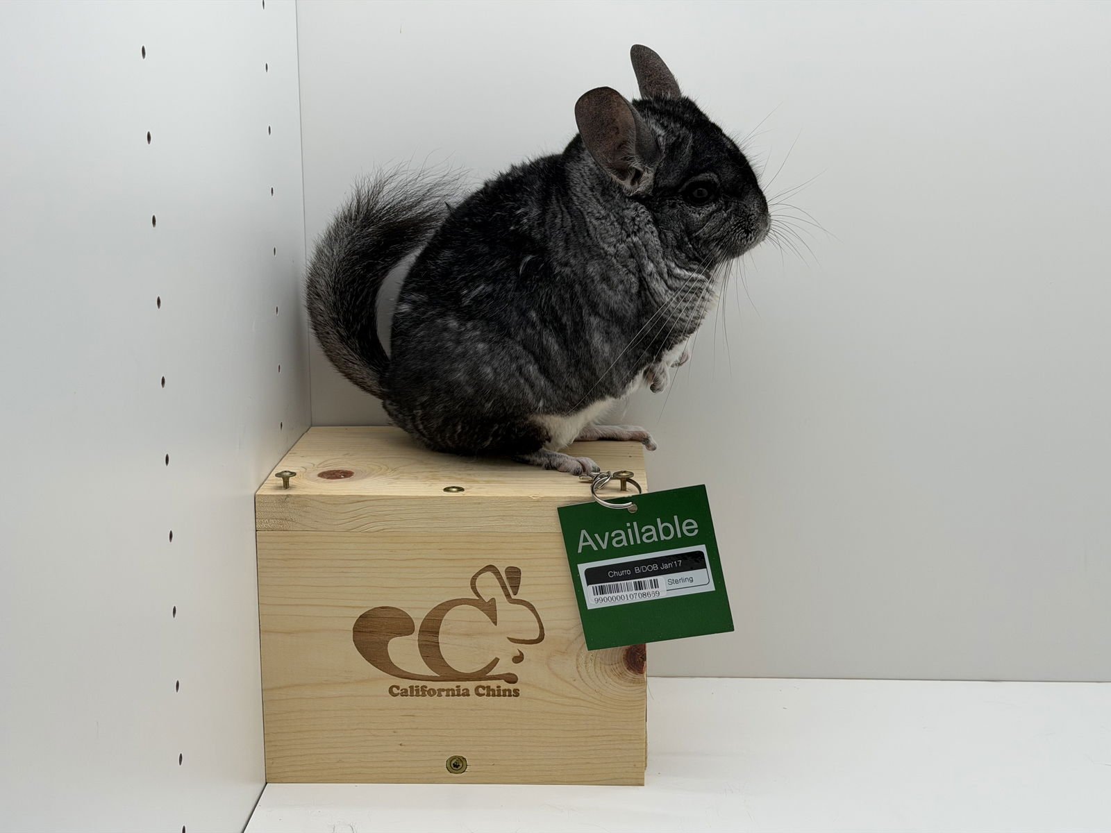 CHURRO - Chinchilla available for adoption
