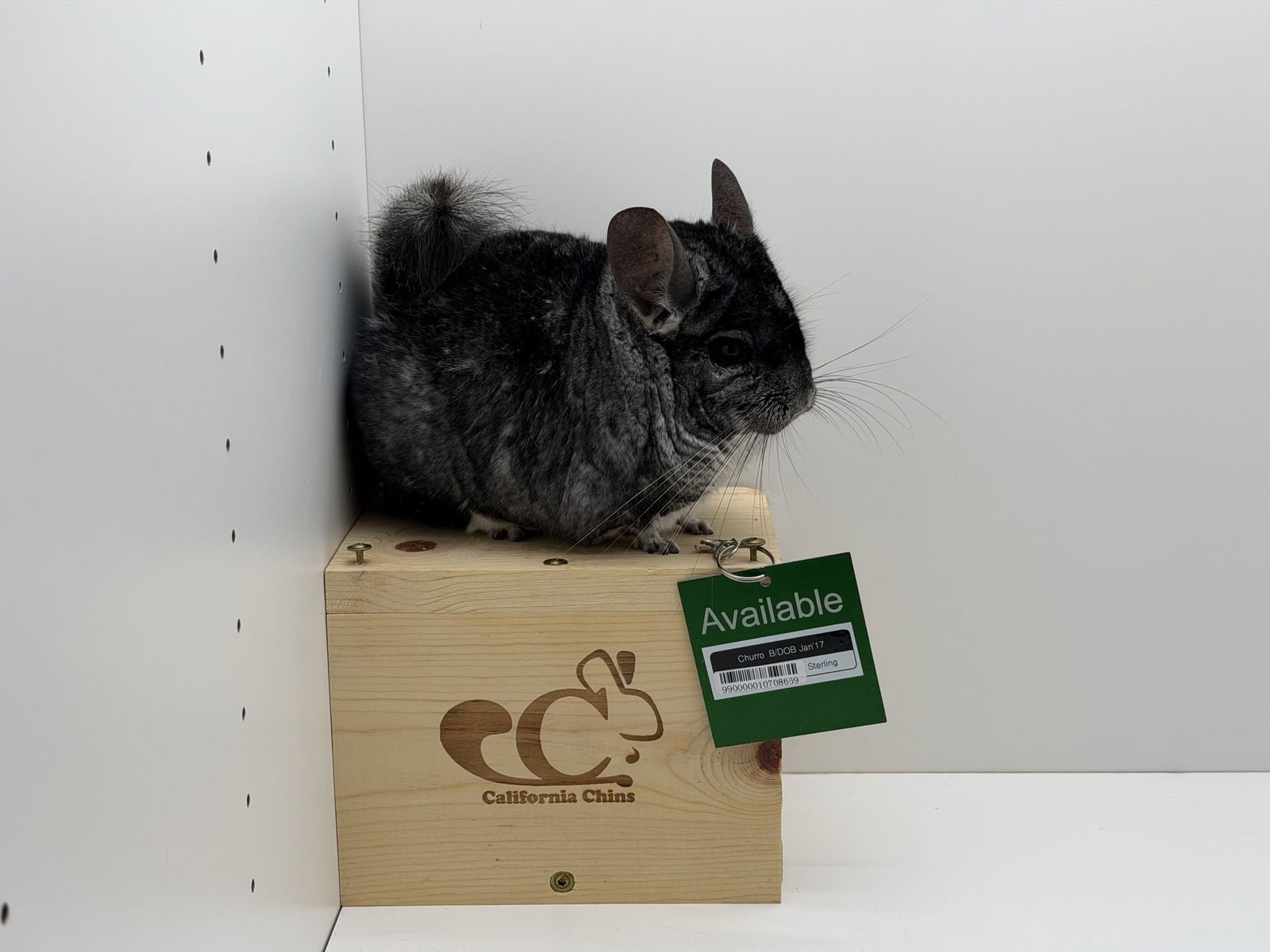 CHURRO - Chinchilla available for adoption