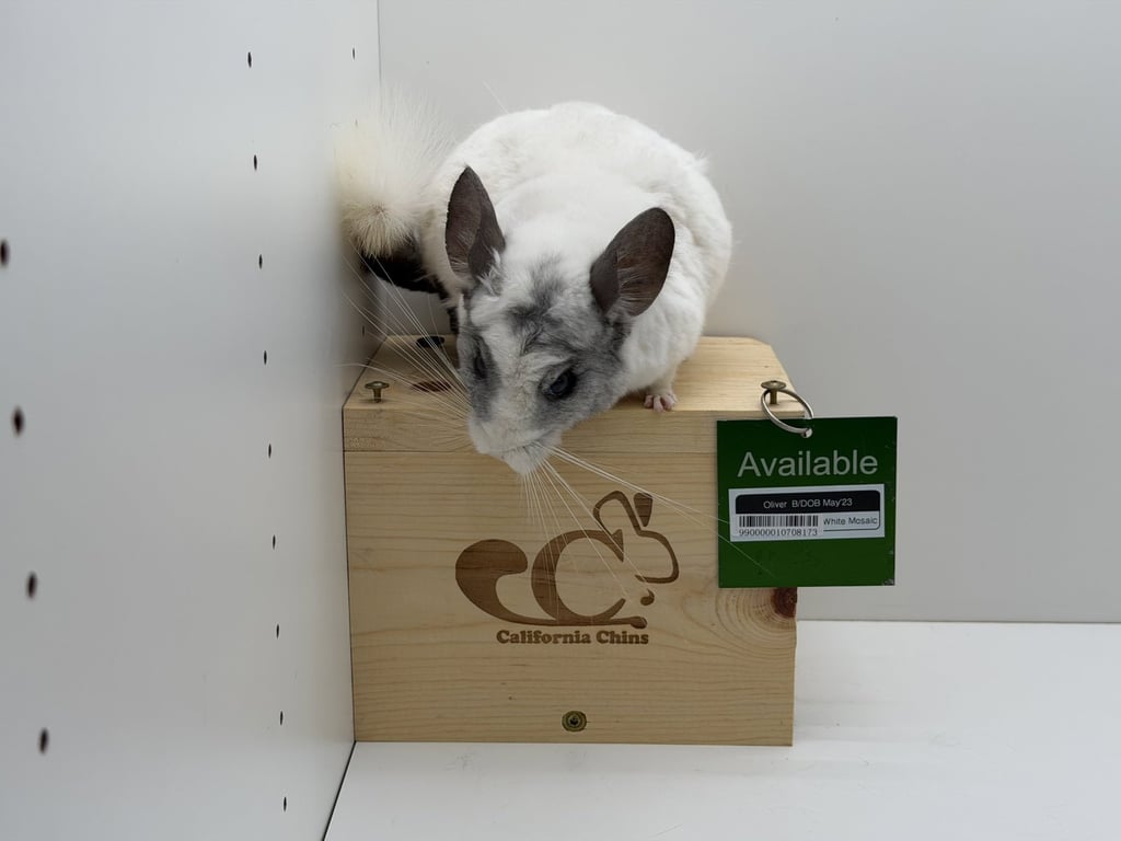 Oliver Image