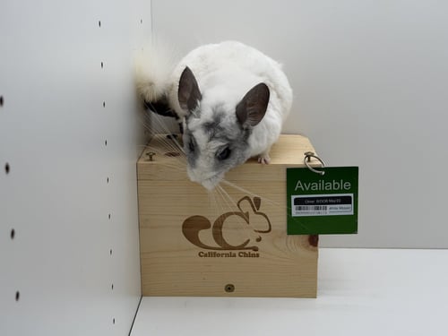 OLIVER - Chinchilla available for adoption