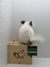 Oliver - Photo 2