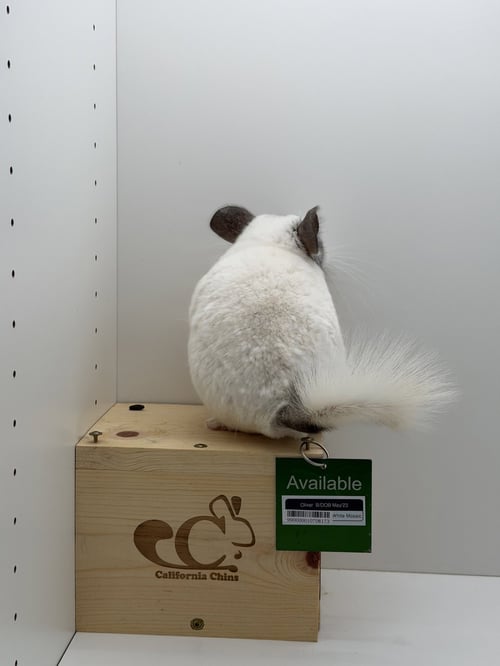 OLIVER - Chinchilla available for adoption