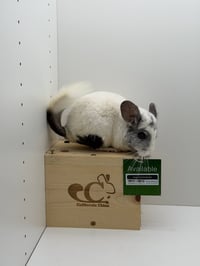 Oliver - Photo 3