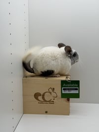 Oliver - Photo 4