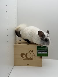 Oliver - Photo 5