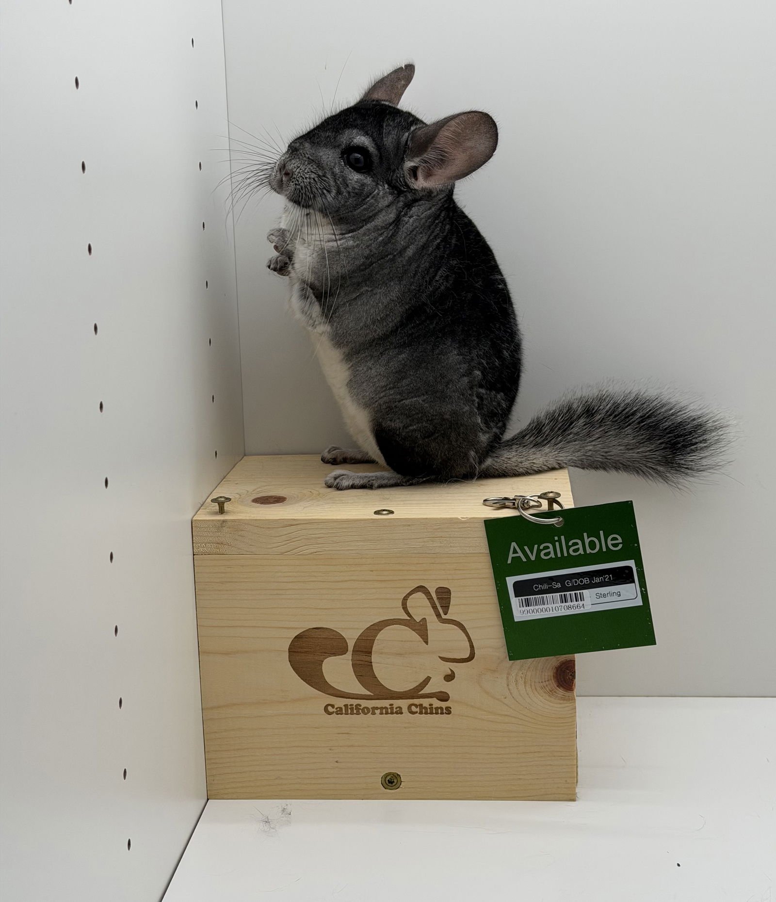 CHILI-SA - Chinchilla available for adoption