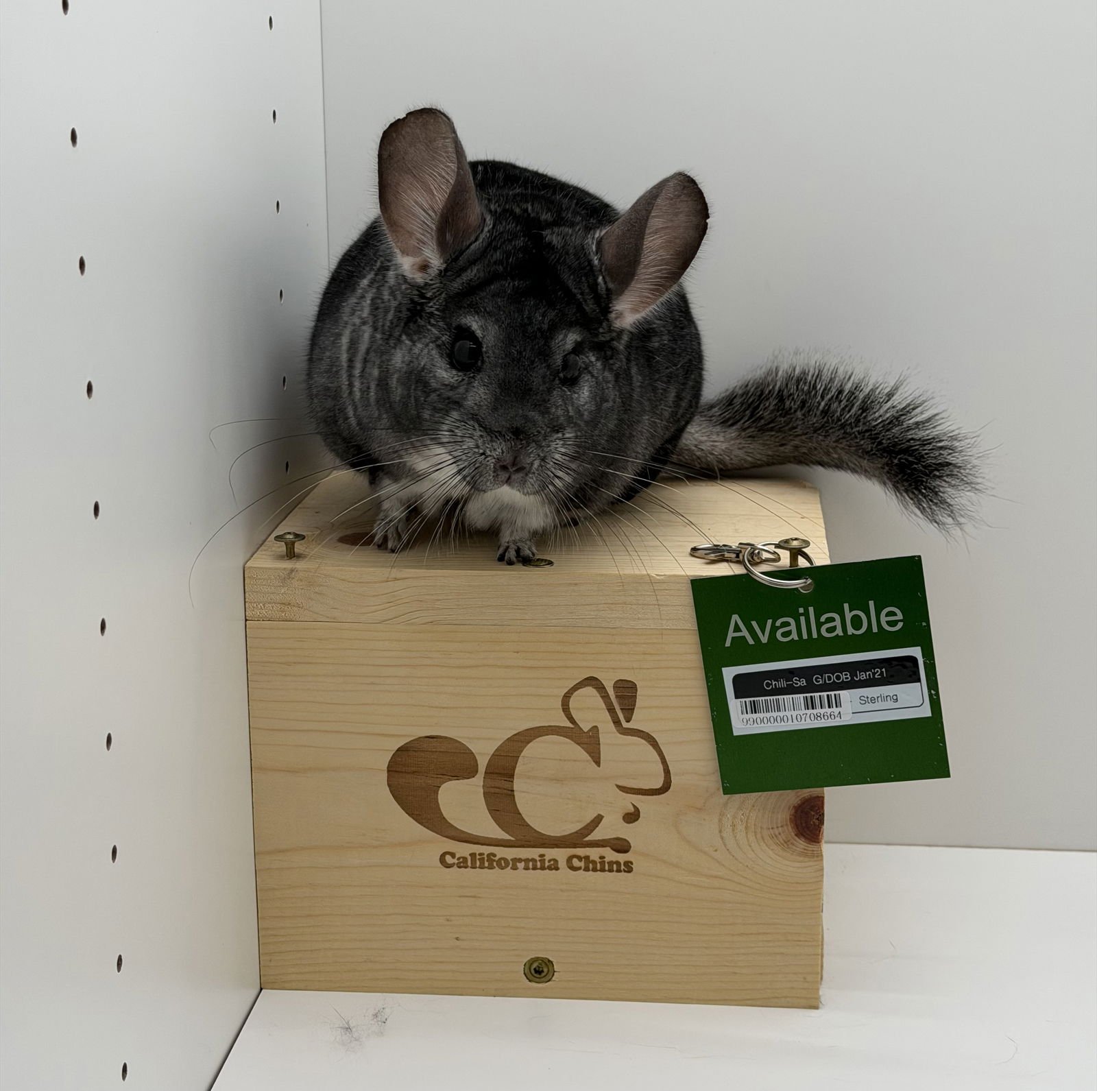 CHILI-SA - Chinchilla available for adoption