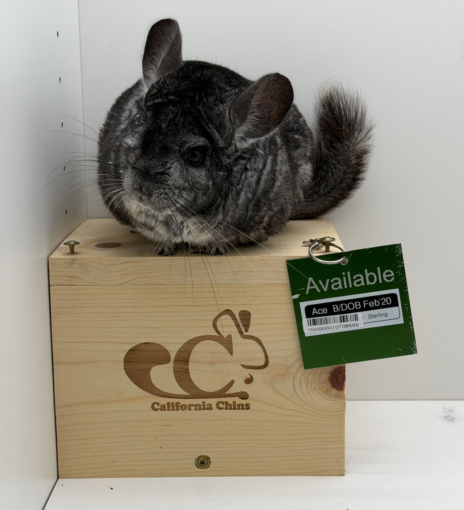 ACE - Chinchilla available for adoption