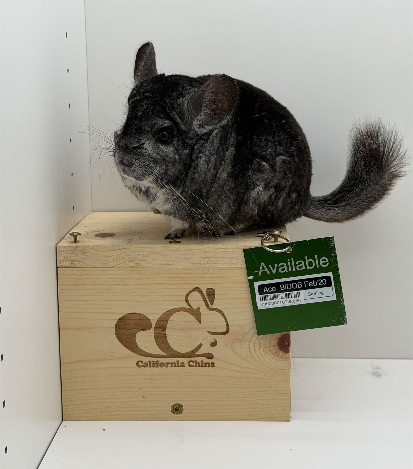 ACE - Chinchilla available for adoption
