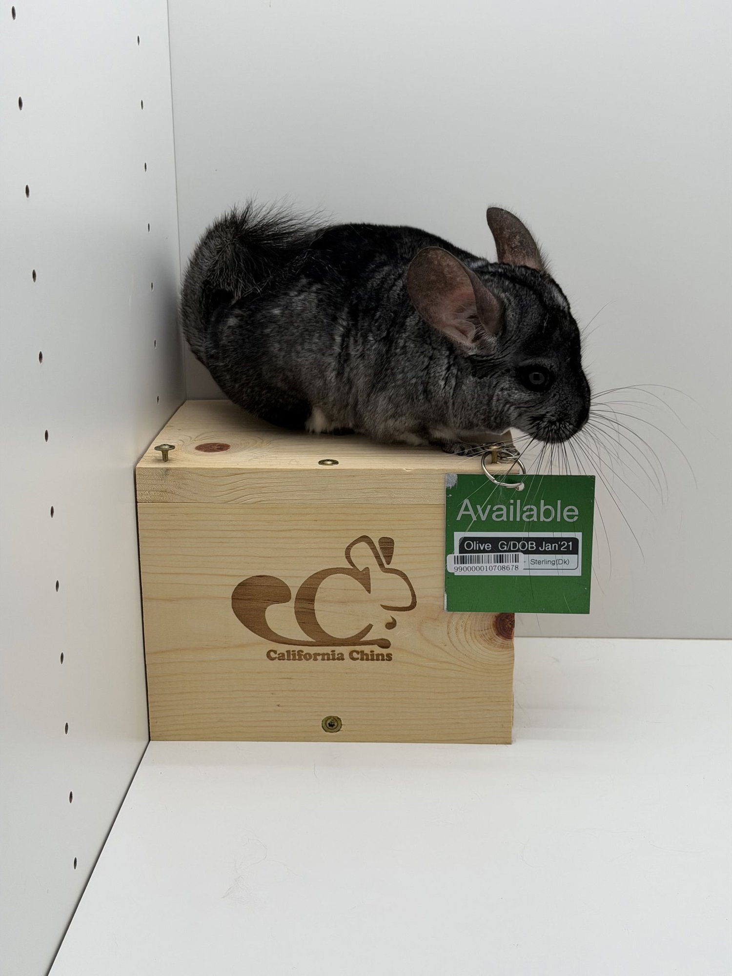 OLIVE - Chinchilla available for adoption
