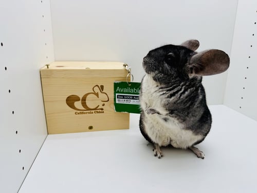 SIVA - Chinchilla available for adoption
