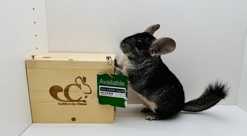 SIVA - Chinchilla available for adoption