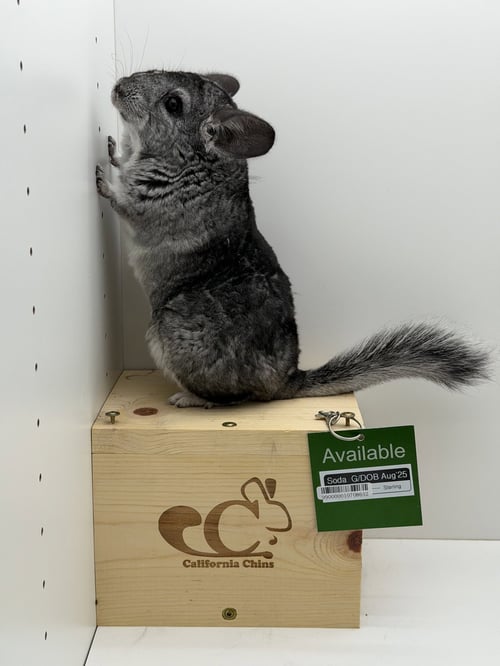 SODA - Chinchilla available for adoption