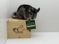 Soda - Photo 2