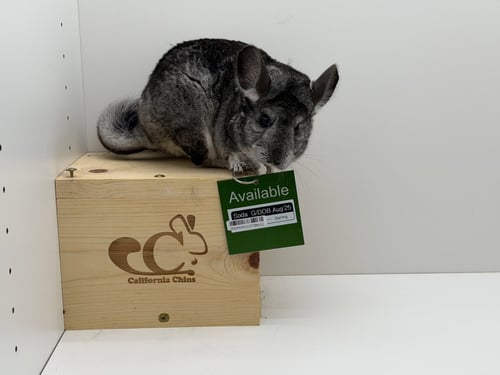 SODA - Chinchilla available for adoption