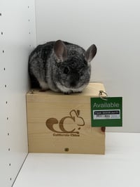 Flash - Photo 1