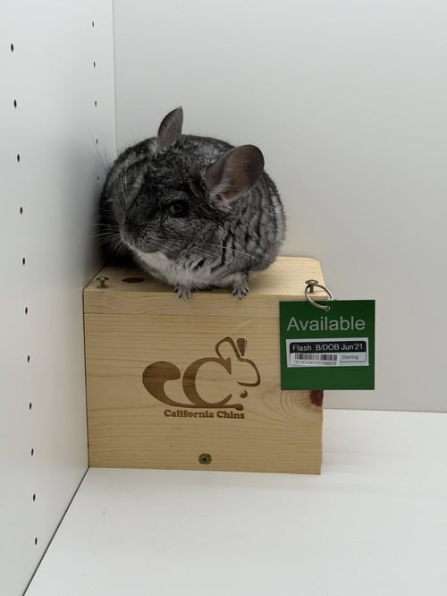 FLASH - Chinchilla available for adoption
