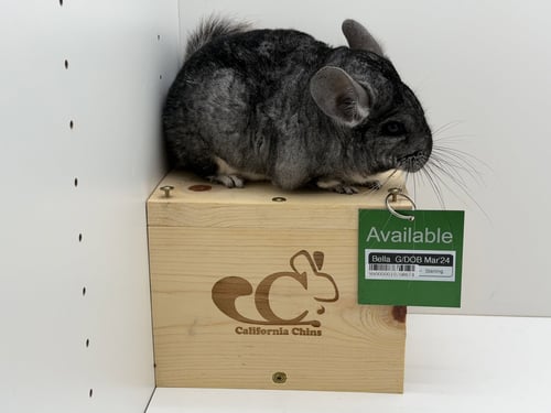 BELLA - Chinchilla available for adoption