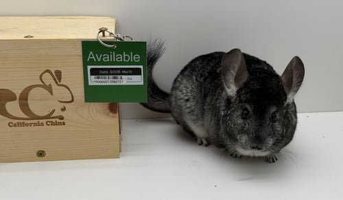 DUSTY - Chinchilla available for adoption