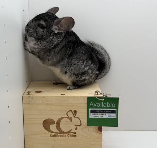 DUSTY - Chinchilla available for adoption