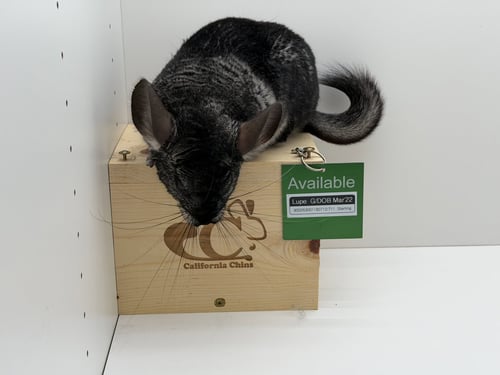 LUPE - Chinchilla available for adoption