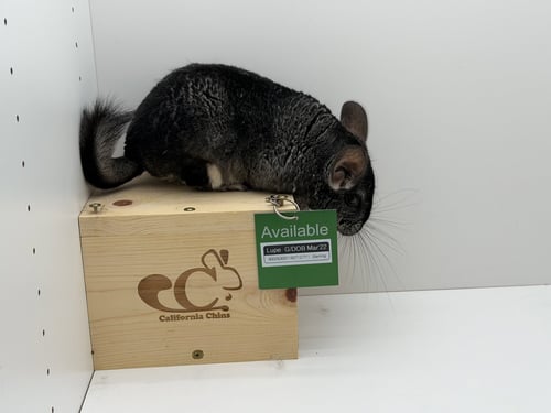 LUPE - Chinchilla available for adoption