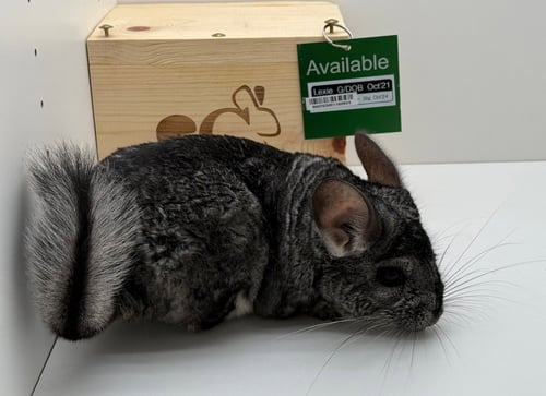 LEXIE - Chinchilla available for adoption