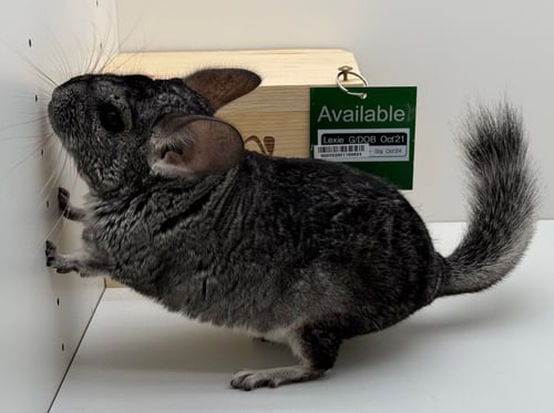 LEXIE - Chinchilla available for adoption