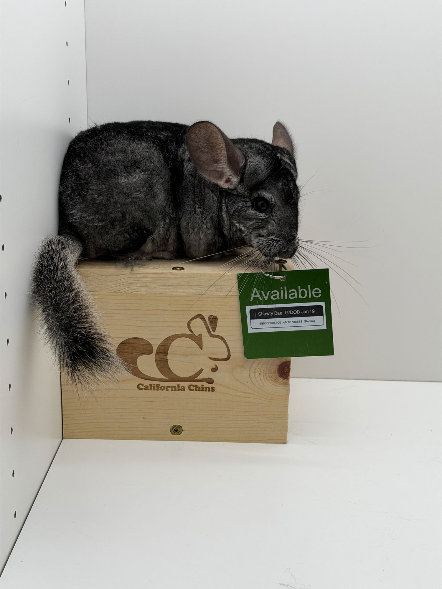 SHAWTY BAE - Chinchilla available for adoption