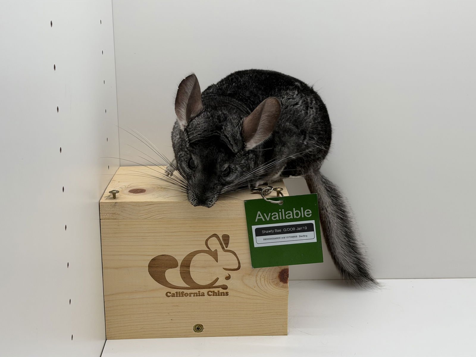 Shawty Bae - Photo 3