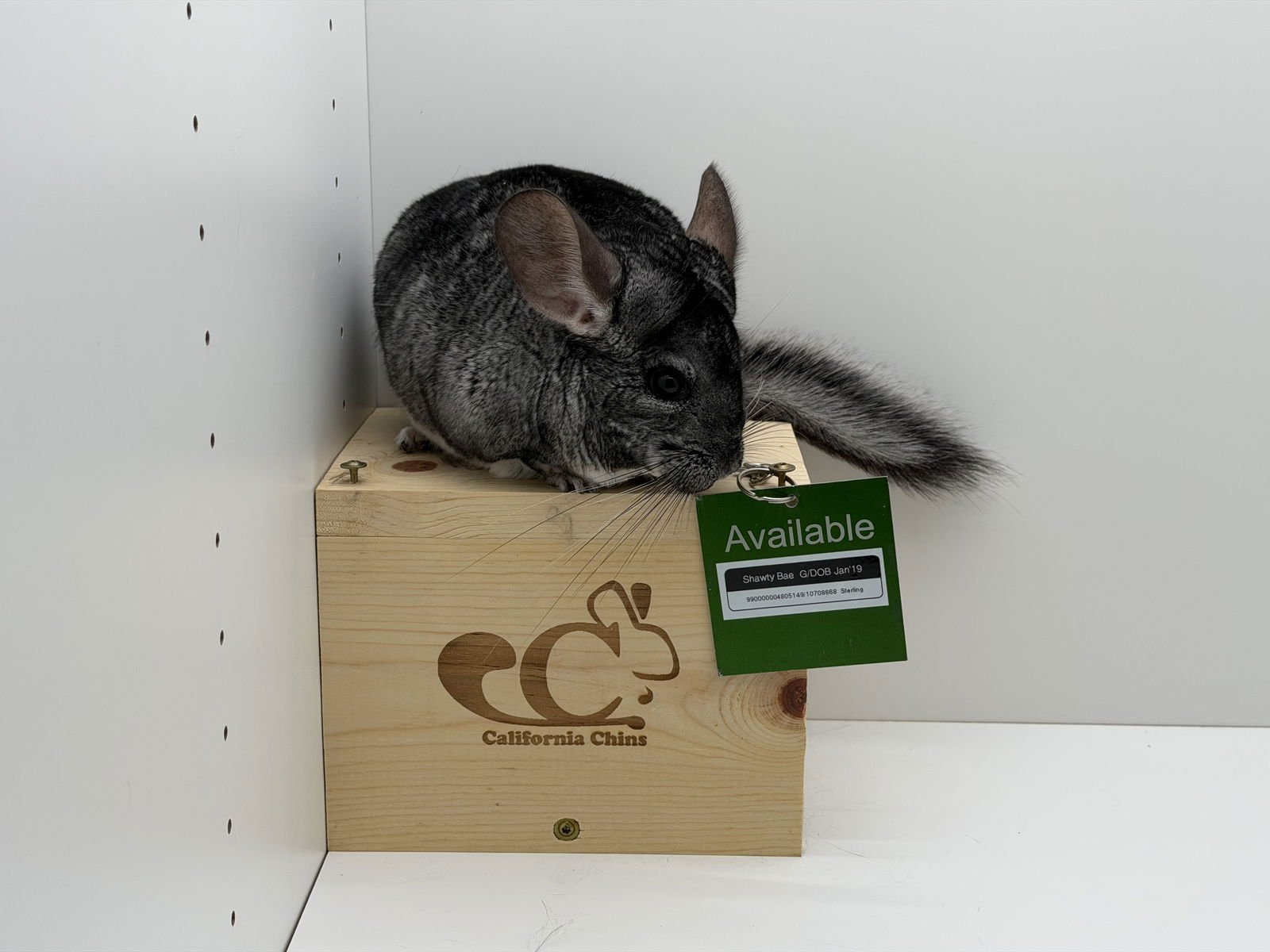 Shawty Bae - Photo 4