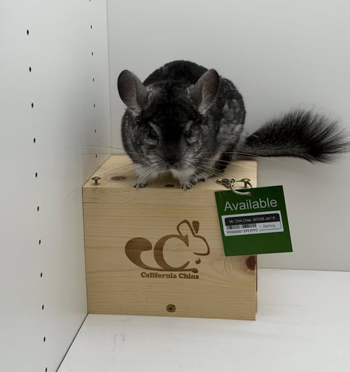 MR. CHIN CHEE - Chinchilla available for adoption