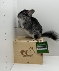 Mr. Chin Chee - Photo 3