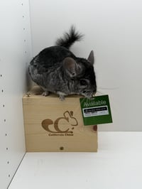 Mr. Chin Chee - Photo 5