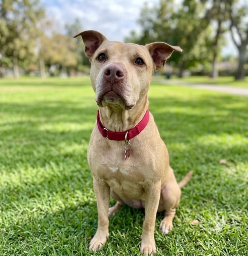 SHELBY POLLY - Labrador Retriever / Pit Bull Terrier available for adoption