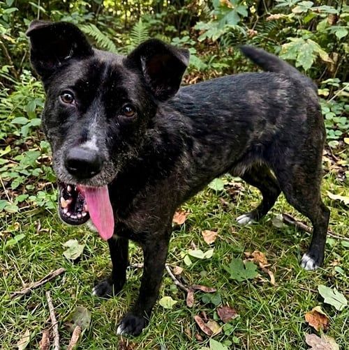 FLIPPY - Black Labrador Retriever available for adoption
