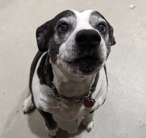 MAGGIE JANE - American Bulldog available for adoption