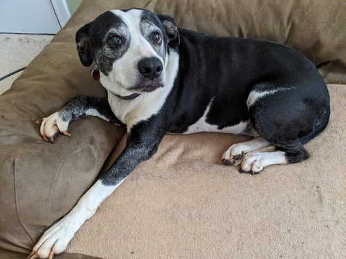 MAGGIE JANE - American Bulldog available for adoption